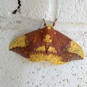 Meet your Posher, Cassidy